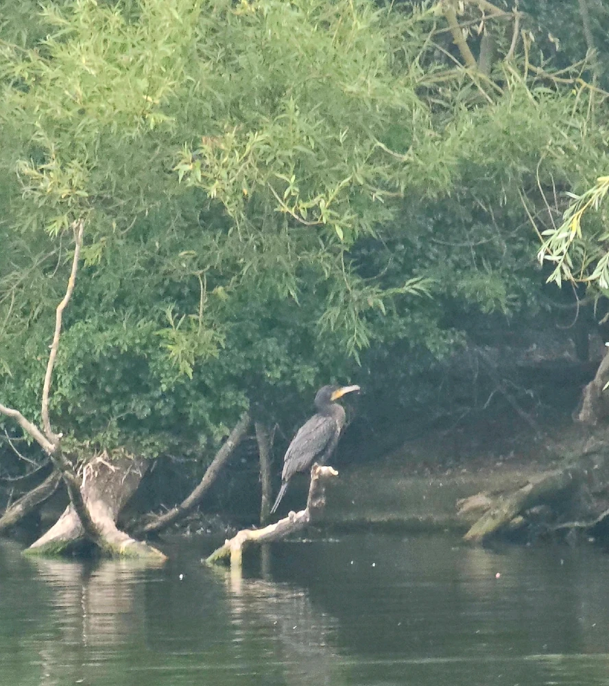 Gambar diunggah dening Charlotte/Charlie