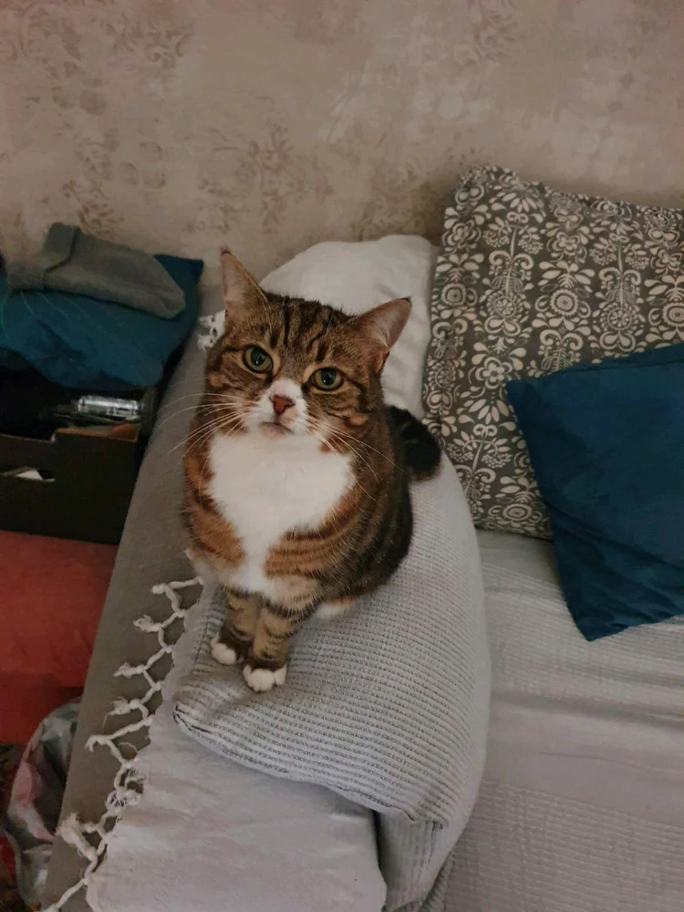 GIF uploaded by Taz