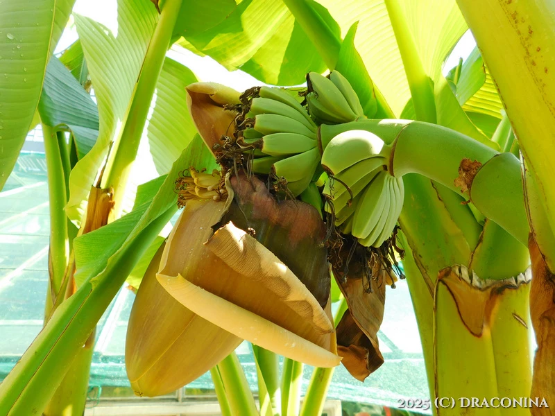 Zdjęcie dodane przez Czarna_Kosmitka