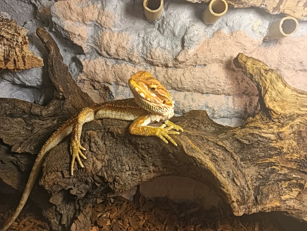 Immagine caricata da Luca