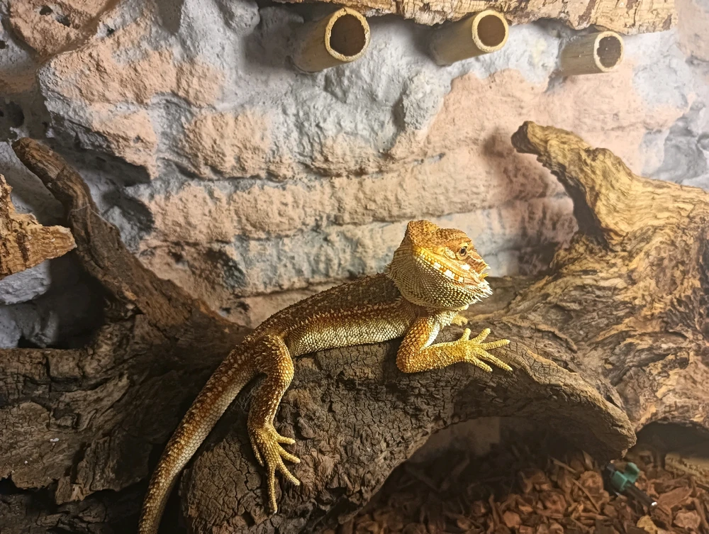 Immagine caricata da Luca