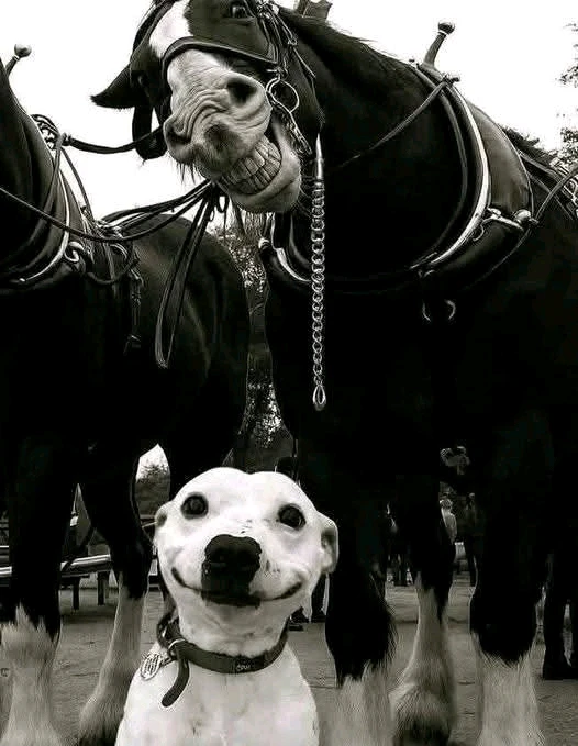 GIF otpremio/la Rade