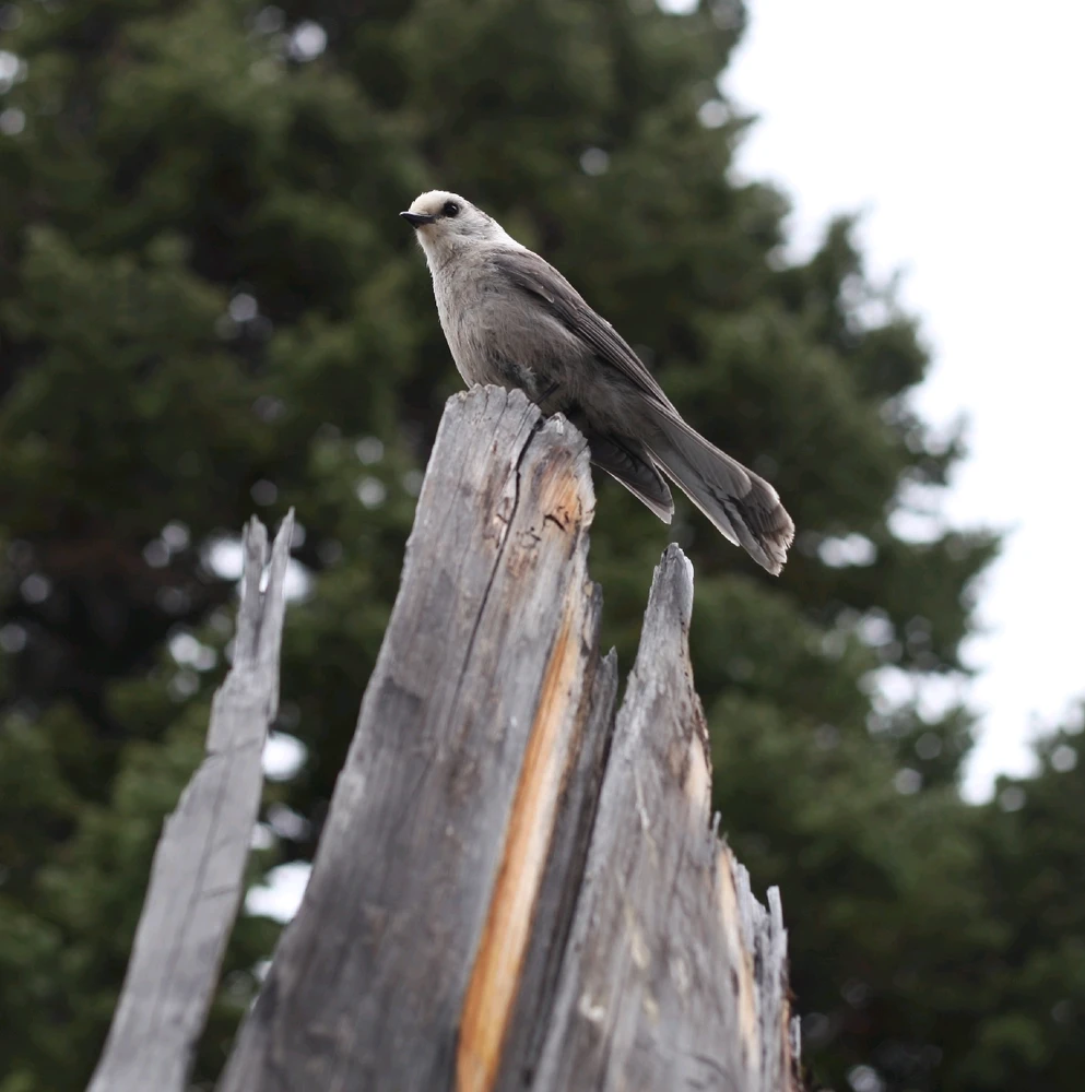 Image uploaded by Griffin