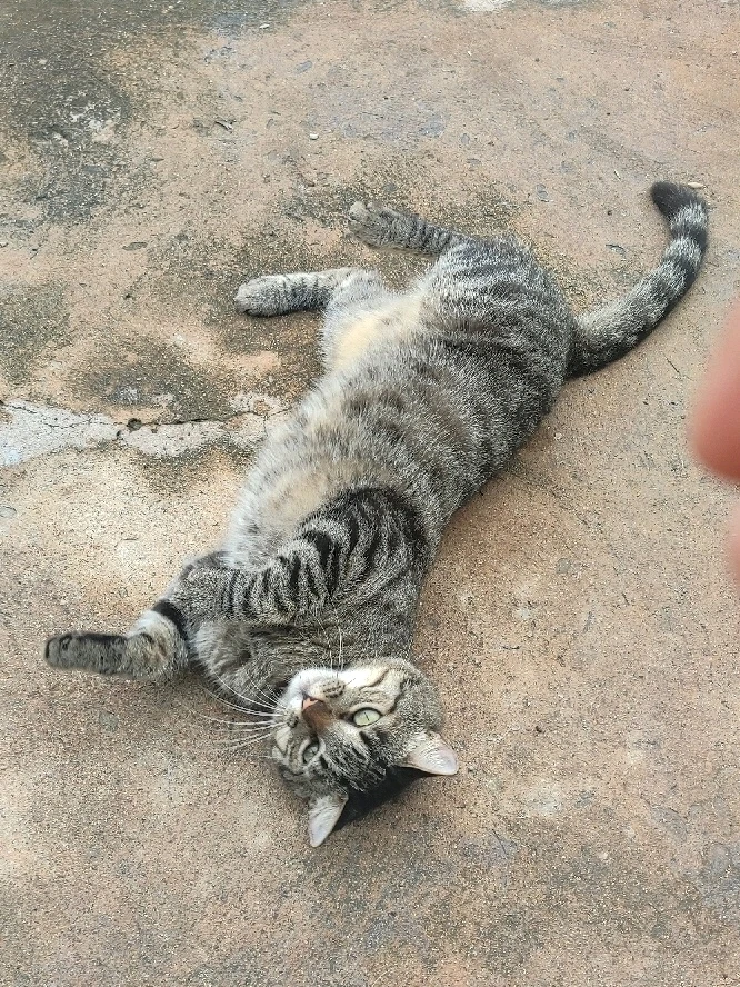 Mi princesa Avi🐈‍⬛