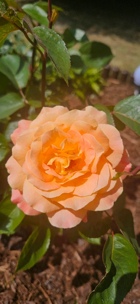 GIF dodany przez Dominik