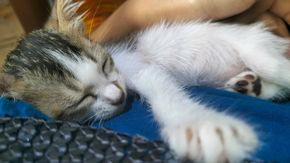 Image uploaded by Marini