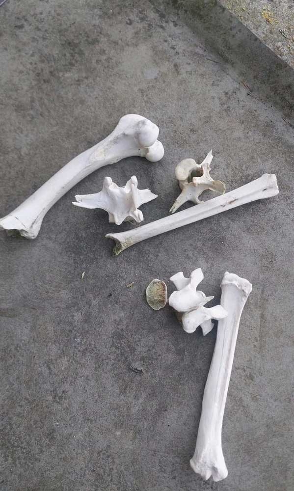 GIF geüpload door Duncan