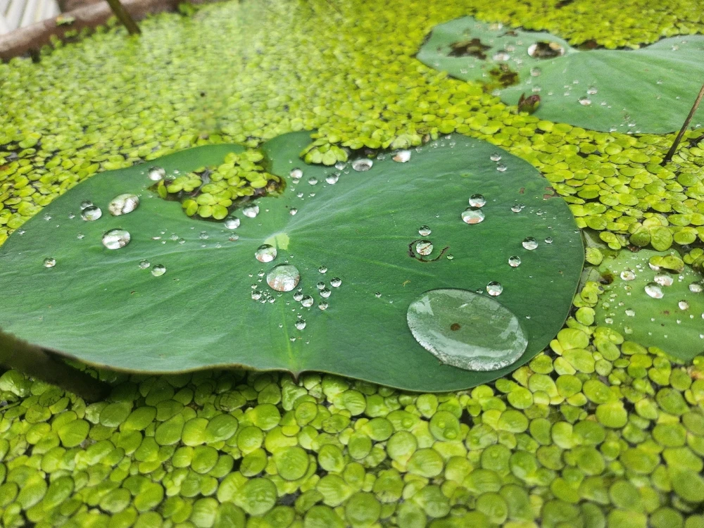 GIF được Hannah tải lên