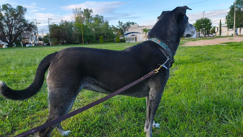 GIF subido por Salvador