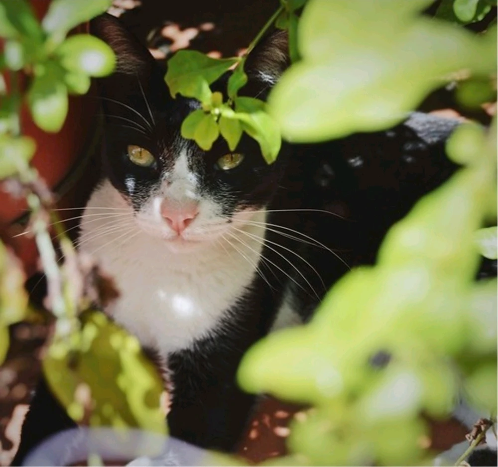 GIF uploaded by Sissi