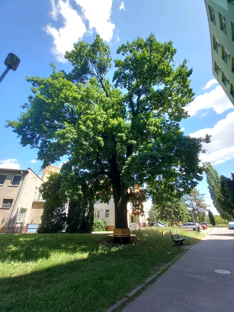 Obrázek nahrál Svatava