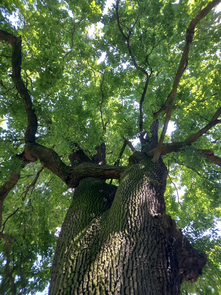 Obrázek nahrál Svatava