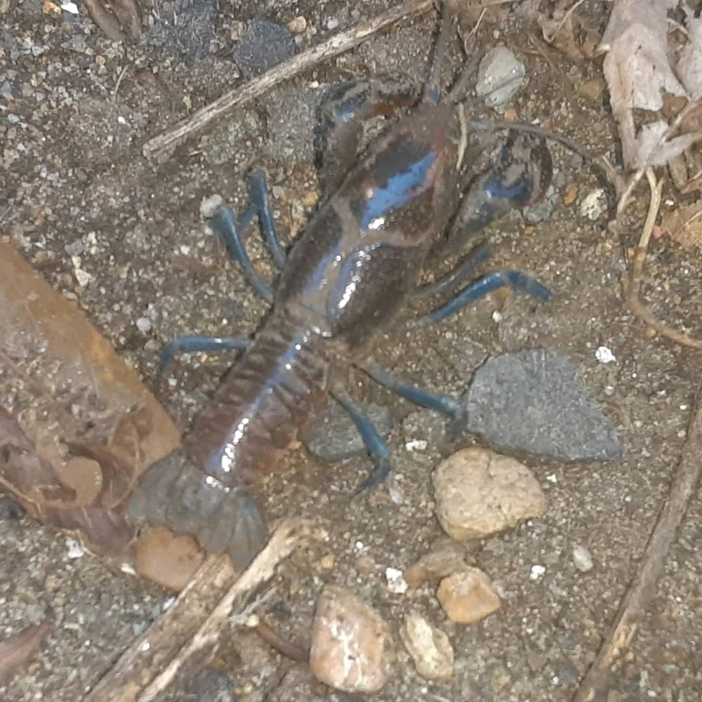 Image uploaded by Joshua Smith