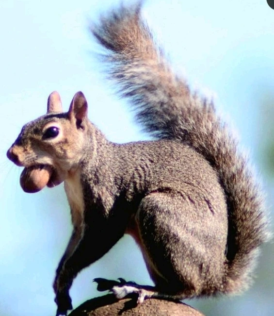 Image uploaded by Joshua Smith