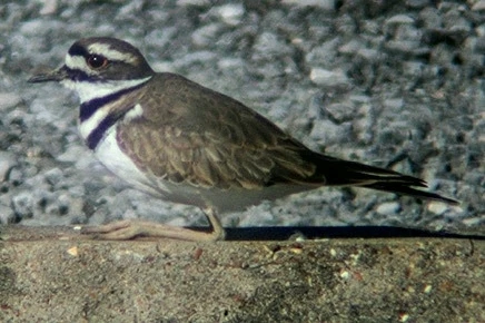 Image uploaded by Joshua Smith