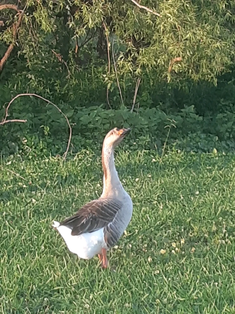 Image uploaded by Joshua Smith