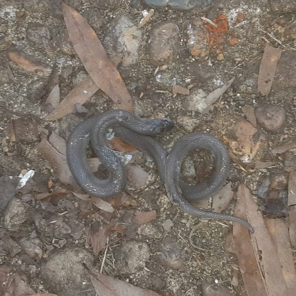 Image uploaded by Joshua Smith