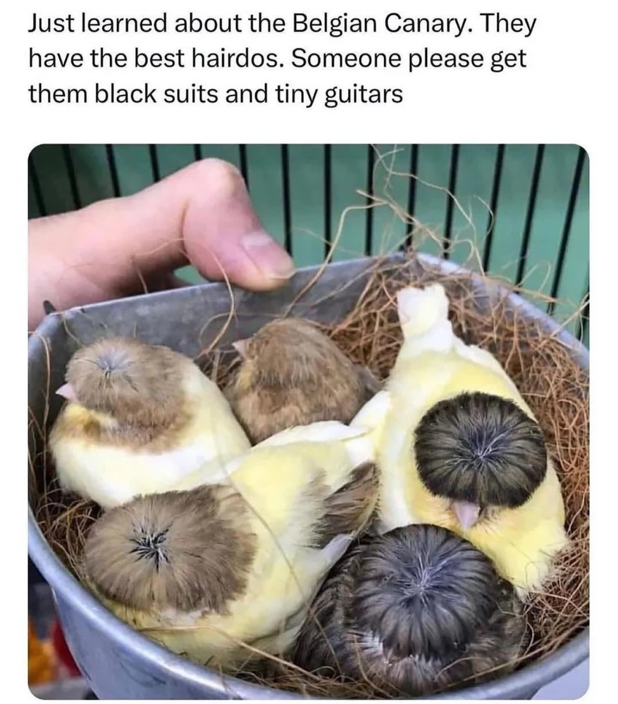 Obrázek nahrál Irónia