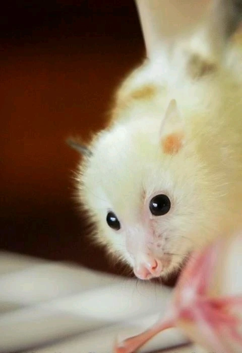 Гіфку завантажив Natalia🦇