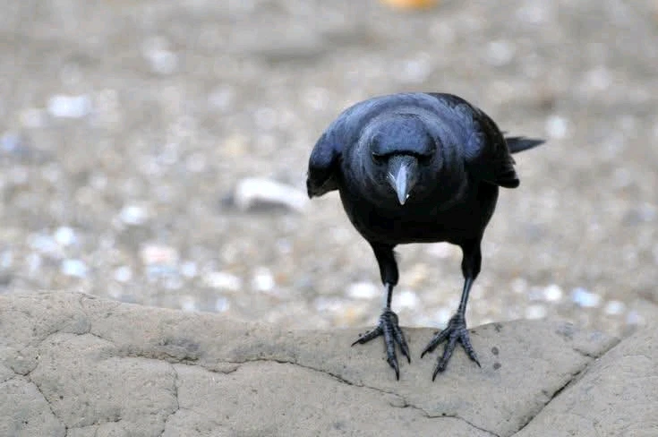 Image uploaded by Rade