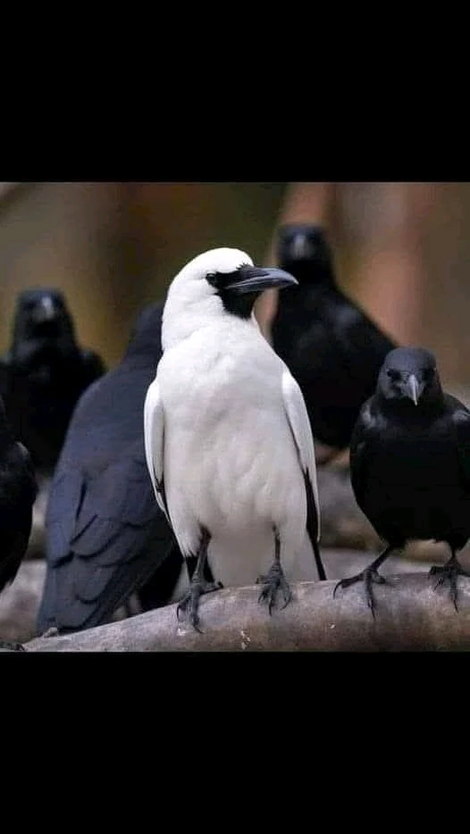 GIF uploaded by Rade