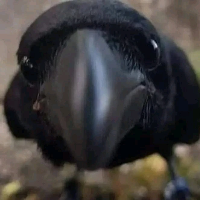 GIF otpremio/la Rade