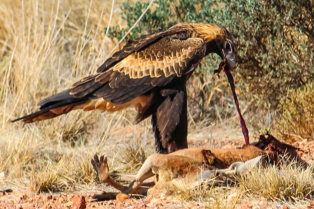 Gambar diunggah dening Kris