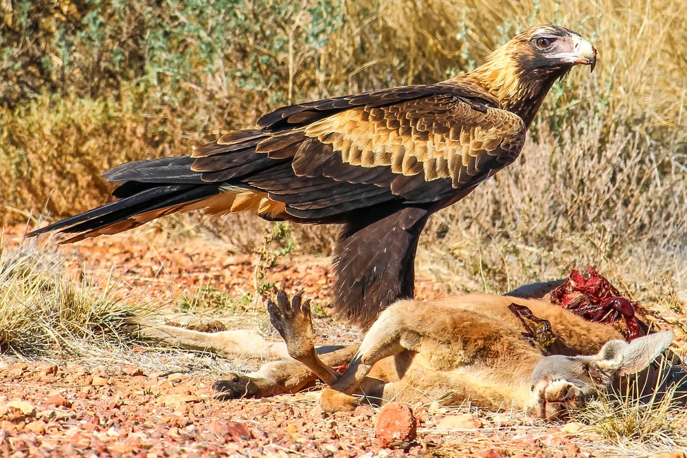 Gambar diunggah dening Kris