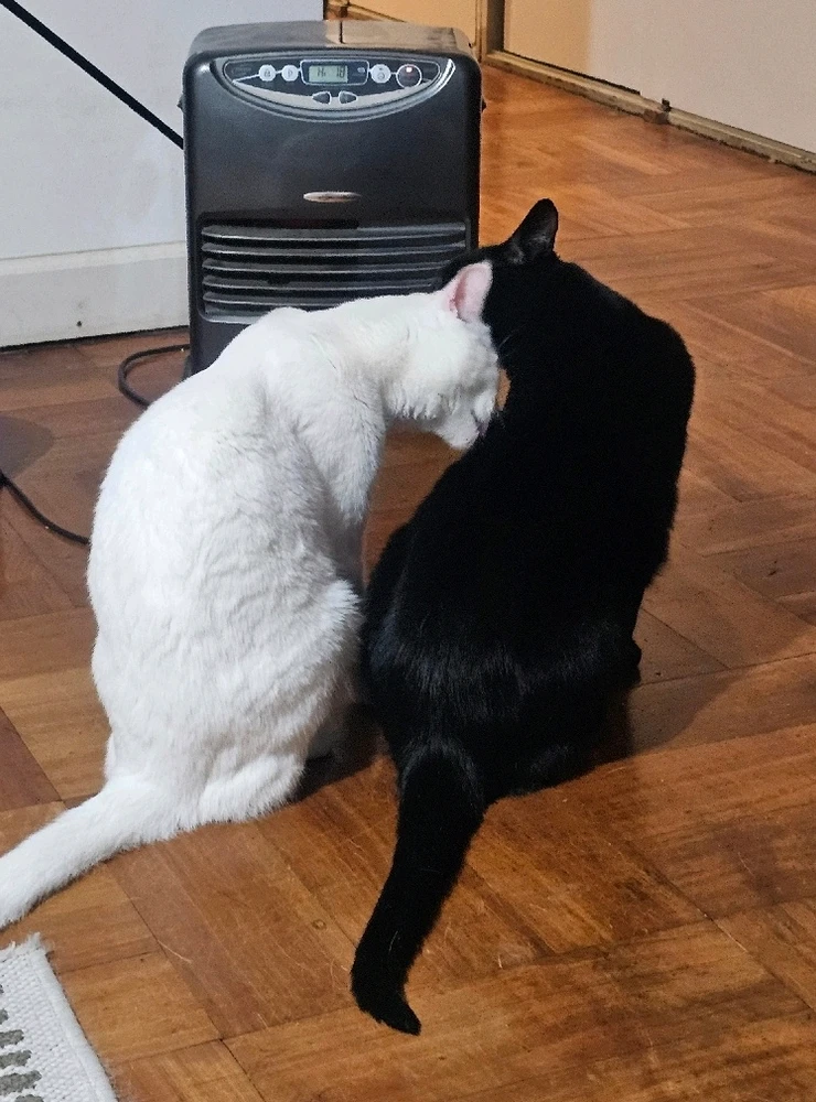 Imagen subida por Hanns