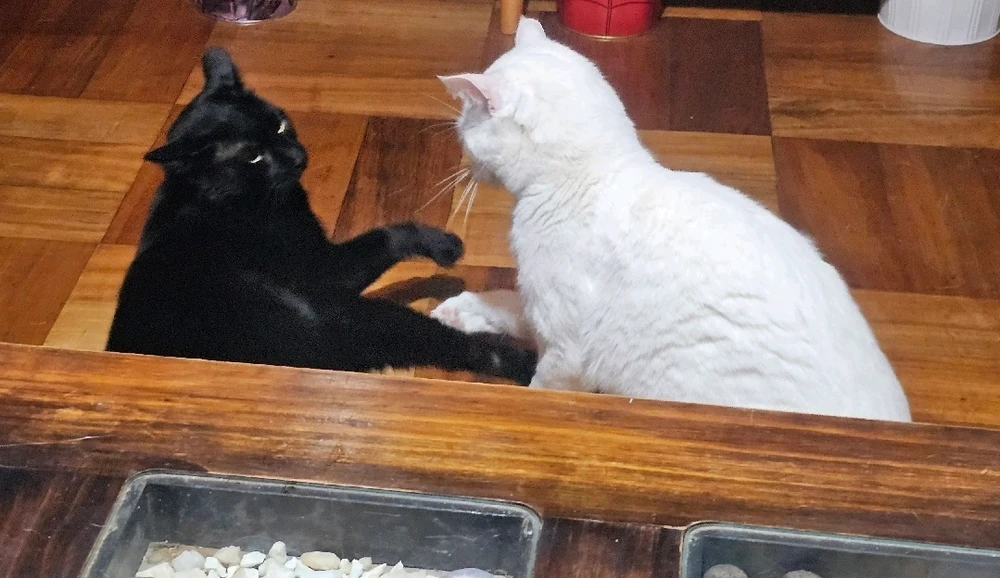 Imagen subida por Hanns