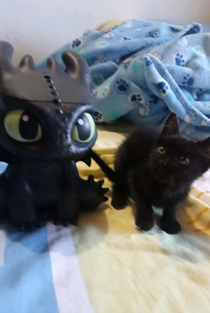 ¿Ya tienen a su chimuelito live action? 😁