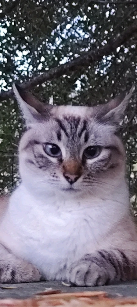 Image uploaded by Nanaki