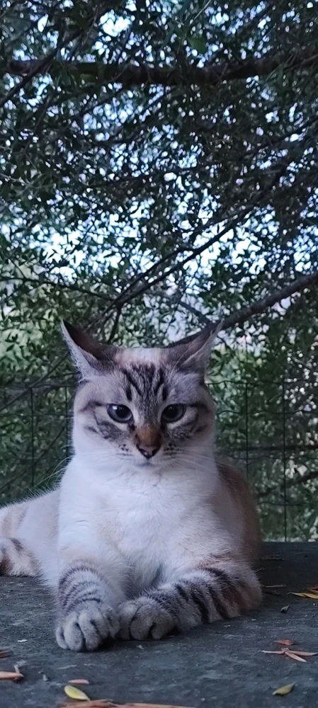 Image uploaded by Nanaki