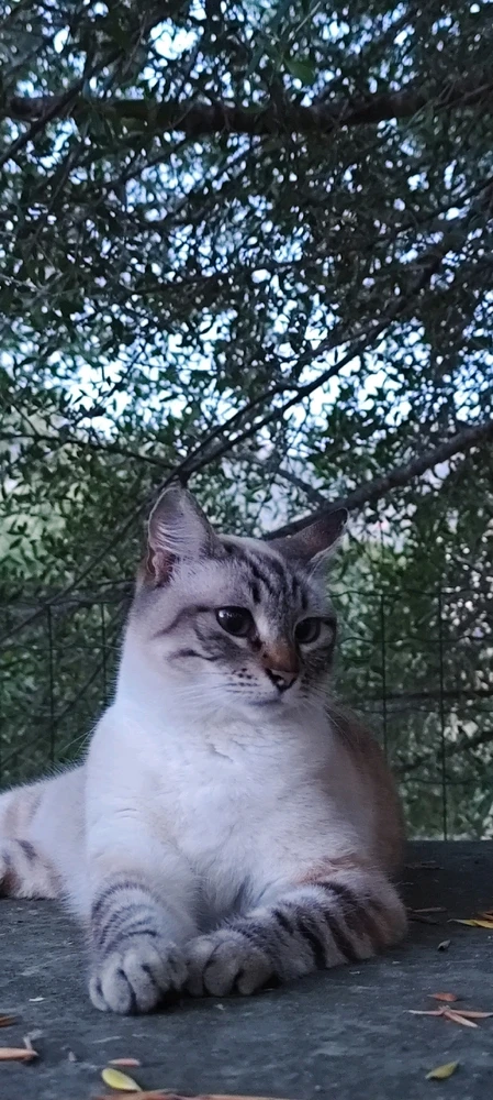 Image uploaded by Nanaki