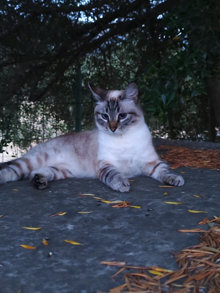 Image uploaded by Nanaki