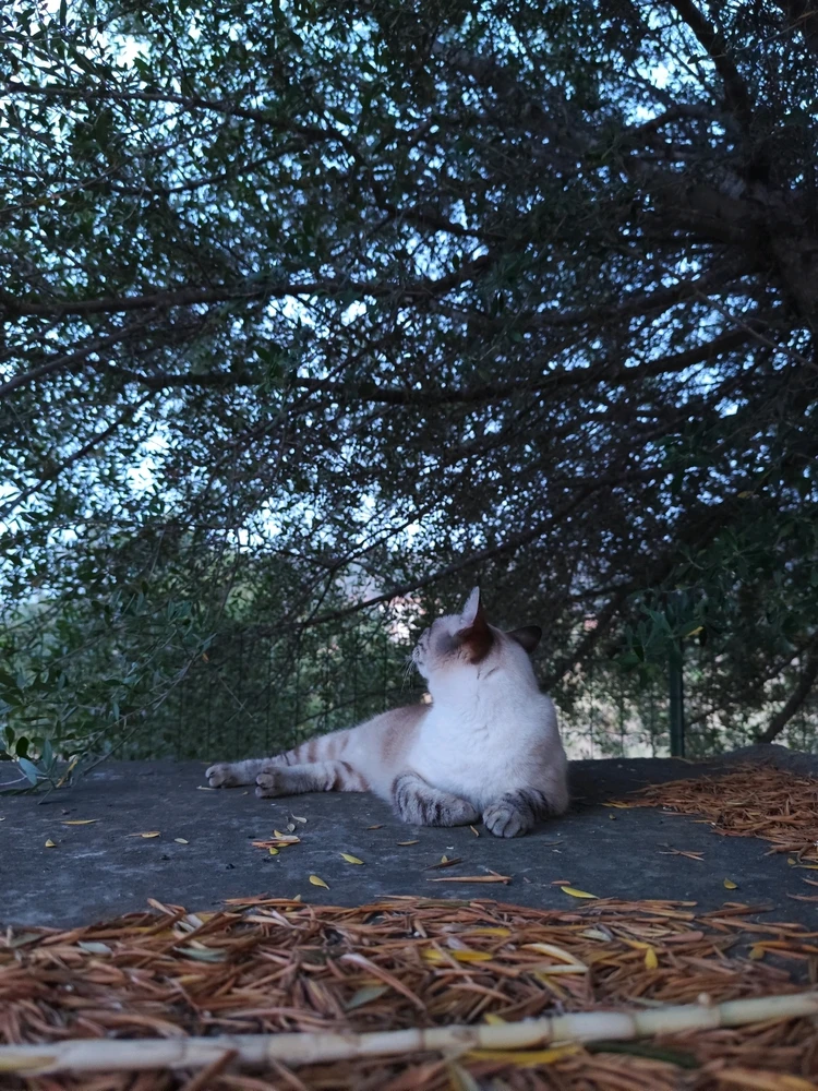 Image uploaded by Nanaki