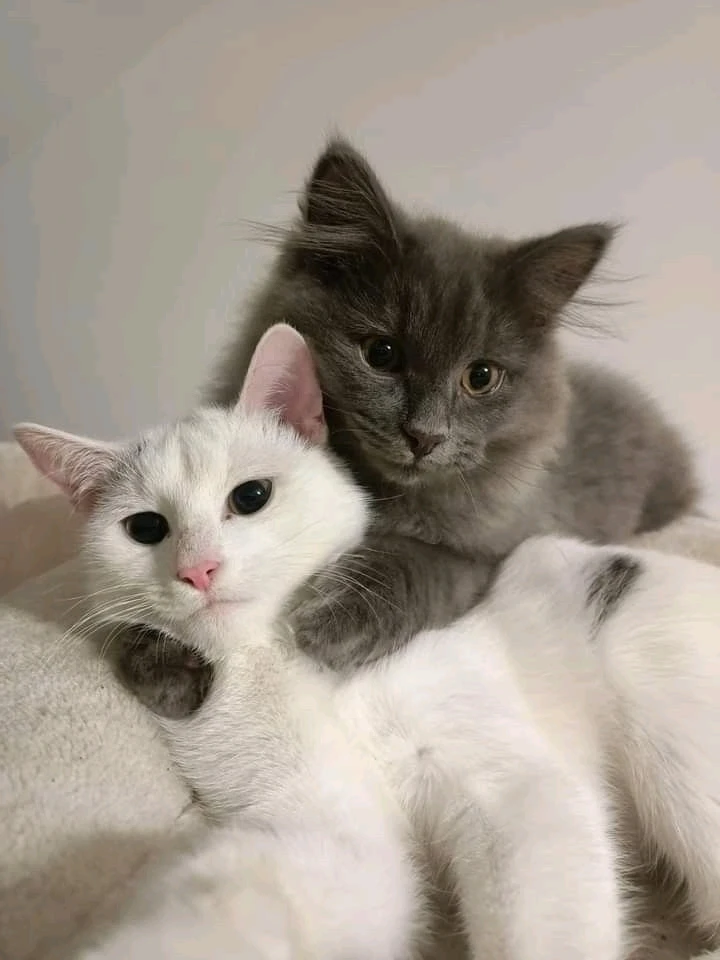 Image ajoutée par Frédérique