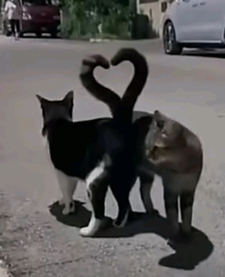 Image ajoutée par Frédérique