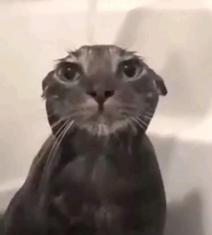 GIF subido por Chimi