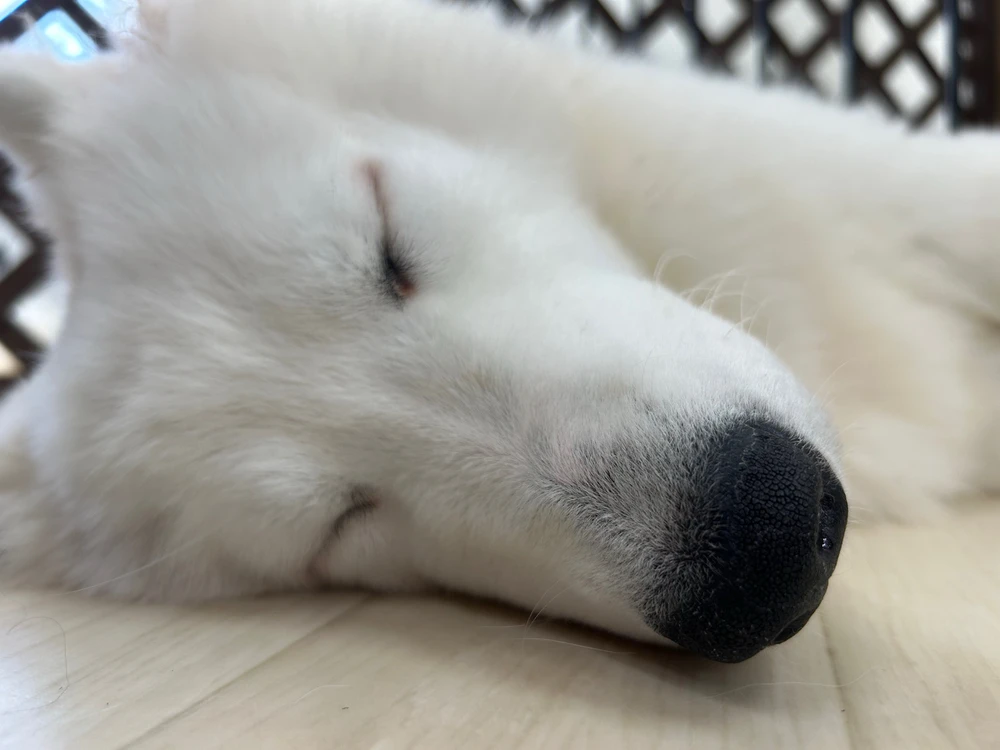 ションがアップロードした画像