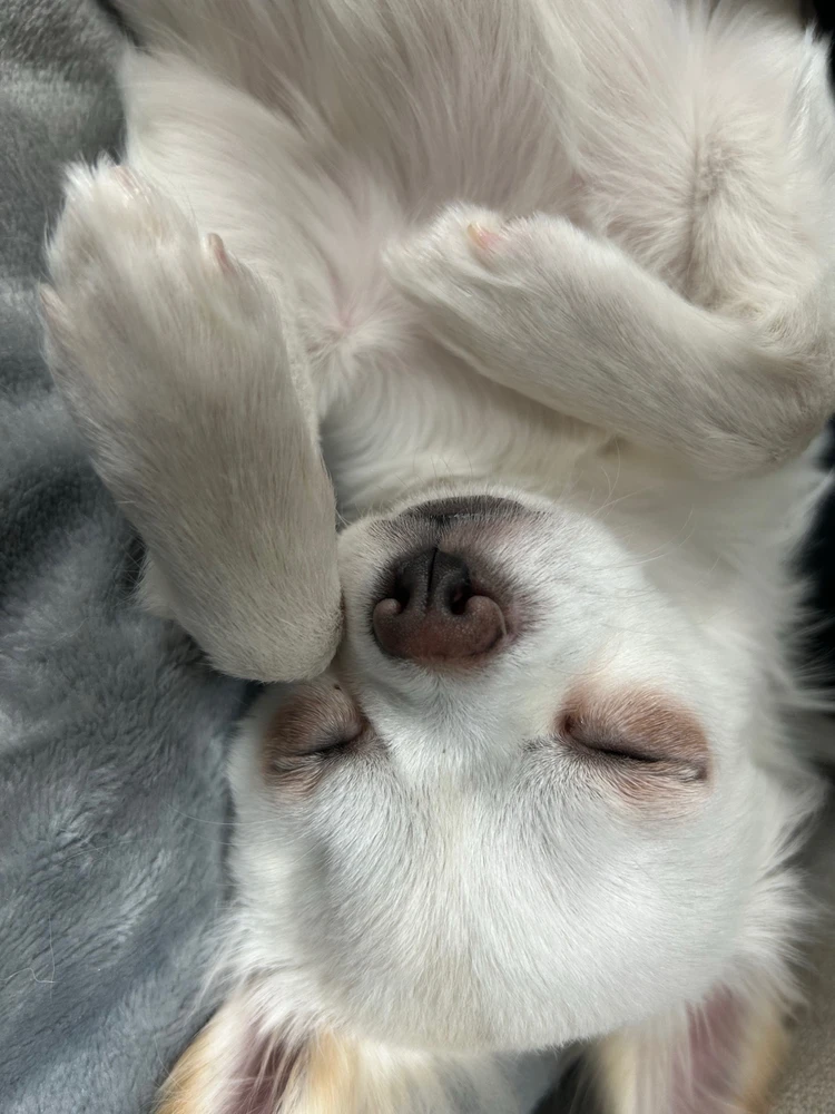 ションがアップロードした画像