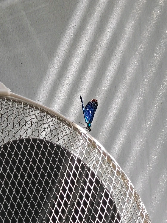 GIF hochgeladen von Oliver