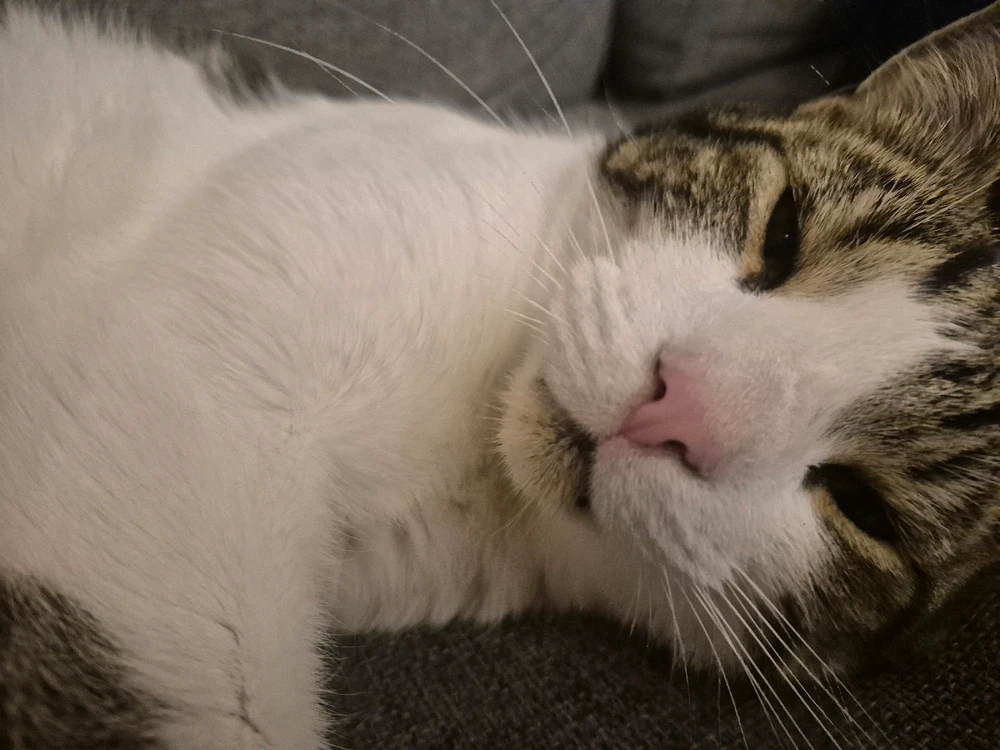 Billede uploadet af Aske