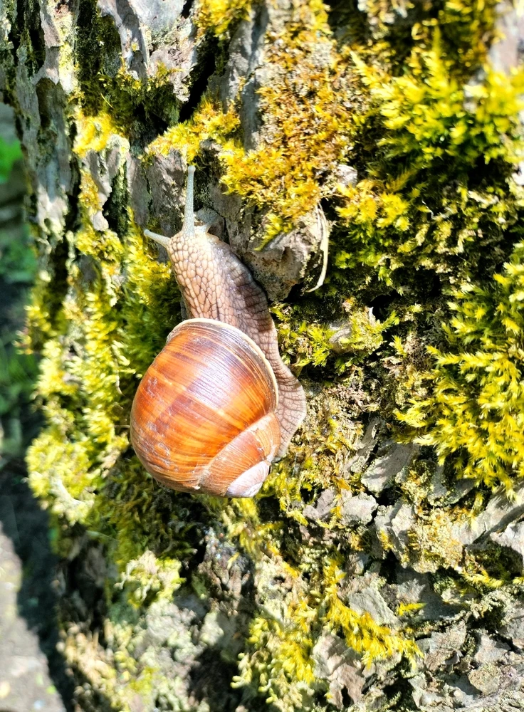 GIF загружаны Teratos Genes