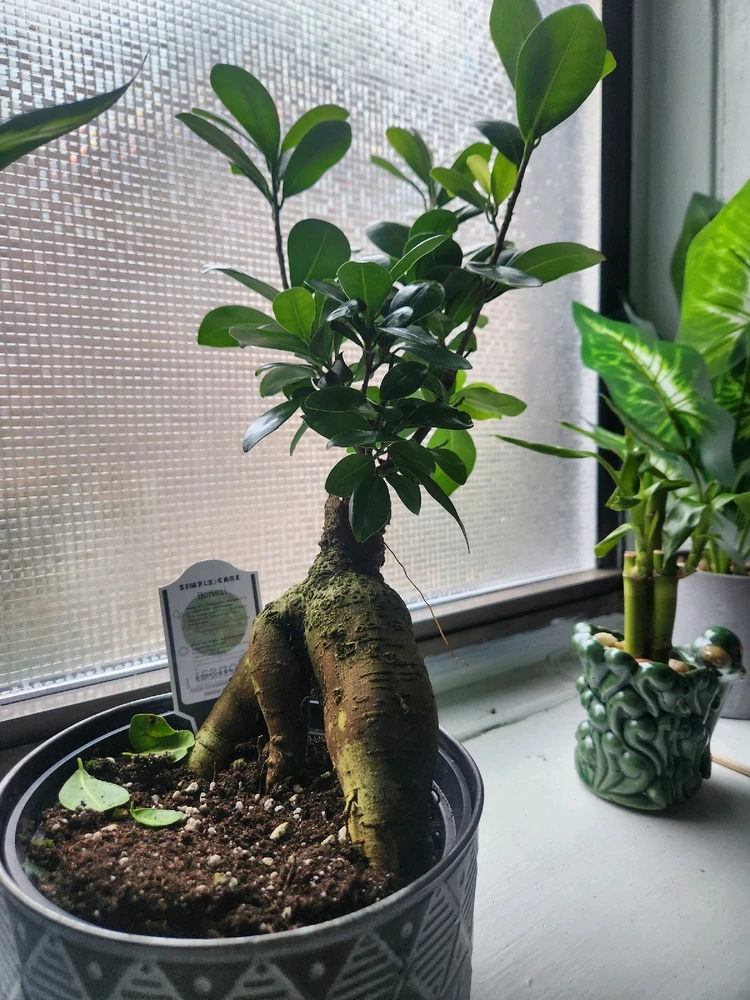 GIF diunggah dening 《🌹.::Lenöré::.🌹》