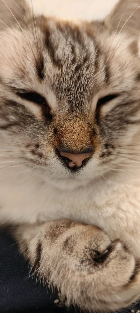 Immagine caricata da Nanaki