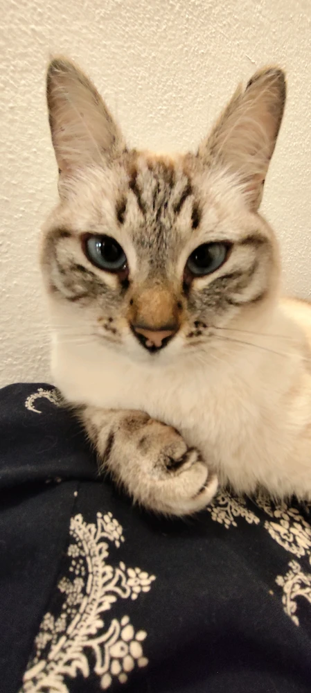 Immagine caricata da Nanaki