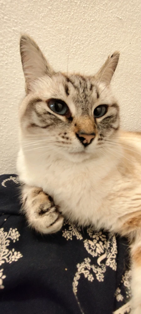 Immagine caricata da Nanaki