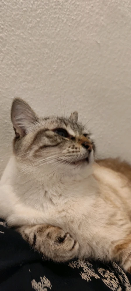 Immagine caricata da Nanaki