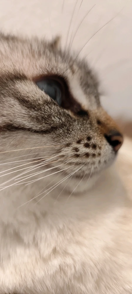 Immagine caricata da Nanaki